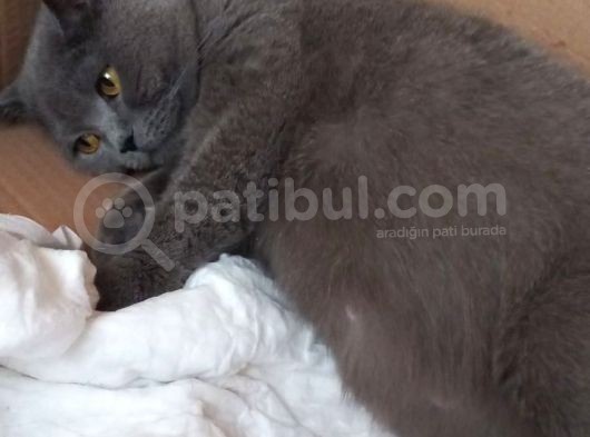 Yetişkin Disi British Shorthair görsel