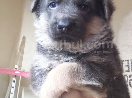 Turki̇ye De Bi̇r İlk Blue Alman Çoban Merakli̇si̇na görsel