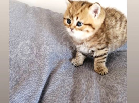 Safkan Irk görsel
