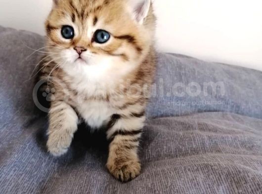 Safkan Irk görsel
