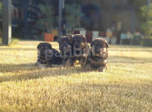 Alman Çoban Köpeği̇ Yavrular görsel