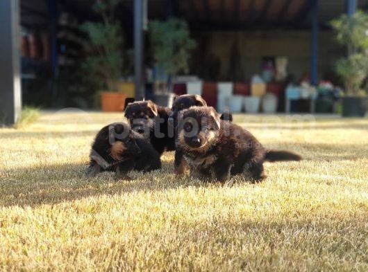 Alman Çoban Köpeği̇ Yavrular