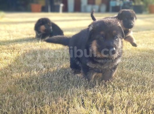 Alman Çoban Köpeği̇ Yavrular görsel