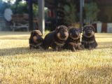 Alman Çoban Köpeği̇ Yavrular