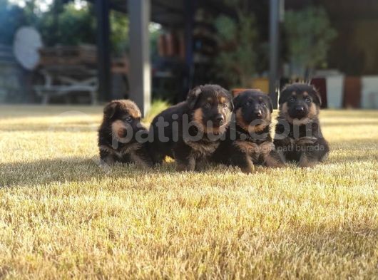 Alman Çoban Köpeği̇ Yavrular görsel