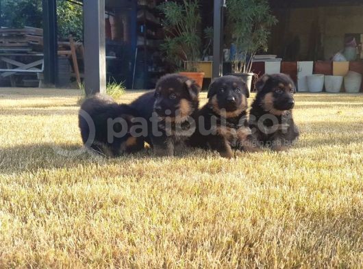 Alman Çoban Köpeği̇ Yavrular görsel
