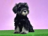 Resmi̇ Üreti̇ci̇den Mi̇nyatür Schnauzer Yavrular