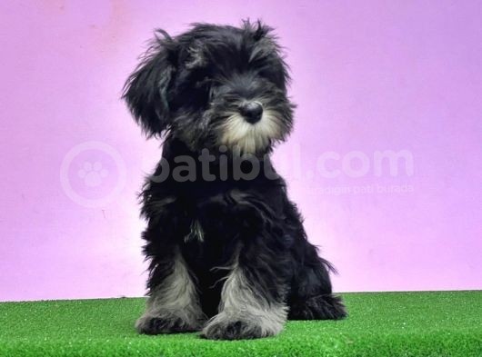 Resmi̇ Üreti̇ci̇den Mi̇nyatür Schnauzer Yavrular görsel