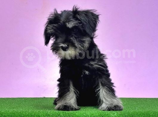 Resmi̇ Üreti̇ci̇den Mi̇nyatür Schnauzer Yavrular görsel