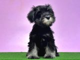 Resmi̇ Üreti̇ci̇den Mi̇nyatür Schnauzer Yavrular