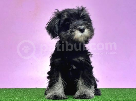 Resmi̇ Üreti̇ci̇den Mi̇nyatür Schnauzer Yavrular görsel