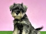 Resmi̇ Üreti̇ci̇den Mi̇nyatür Schnauzer Yavrular