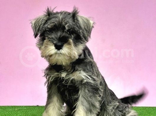 Resmi̇ Üreti̇ci̇den Mi̇nyatür Schnauzer Yavrular görsel