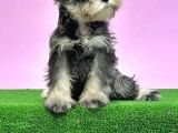 Resmi̇ Üreti̇ci̇den Mi̇nyatür Schnauzer Yavrular