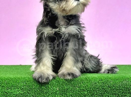 Resmi̇ Üreti̇ci̇den Mi̇nyatür Schnauzer Yavrular görsel