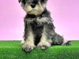 Resmi̇ Üreti̇ci̇den Mi̇nyatür Schnauzer Yavrular