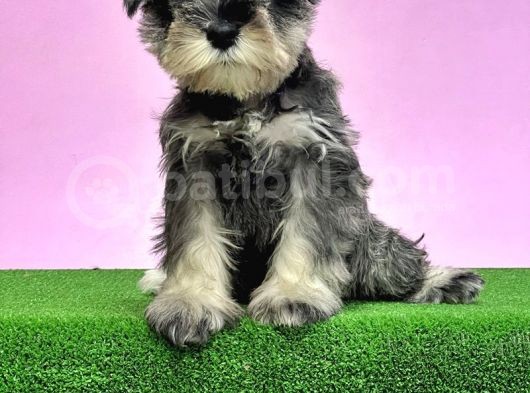 Resmi̇ Üreti̇ci̇den Mi̇nyatür Schnauzer Yavrular görsel