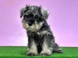 Resmi̇ Üreti̇ci̇den Mi̇nyatür Schnauzer Yavrular