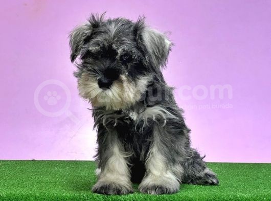 Resmi̇ Üreti̇ci̇den Mi̇nyatür Schnauzer Yavrular