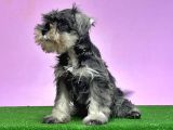 Resmi̇ Üreti̇ci̇den Mi̇nyatür Schnauzer Yavrular