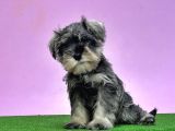 Resmi̇ Üreti̇ci̇den Mi̇nyatür Schnauzer Yavrular