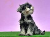 Resmi̇ Üreti̇ci̇den Mi̇nyatür Schnauzer Yavrular