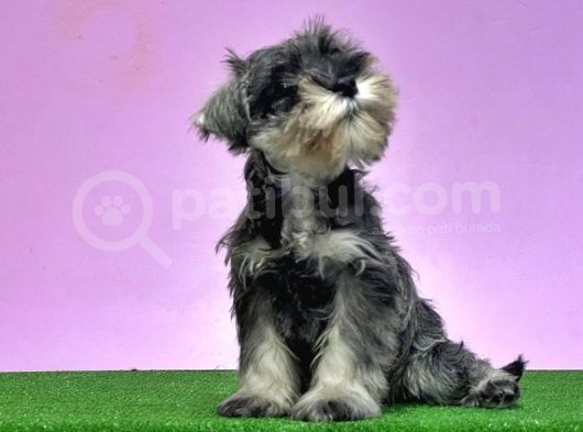 Resmi̇ Üreti̇ci̇den Mi̇nyatür Schnauzer Yavrular görsel