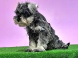 Resmi̇ Üreti̇ci̇den Mi̇nyatür Schnauzer Yavrular