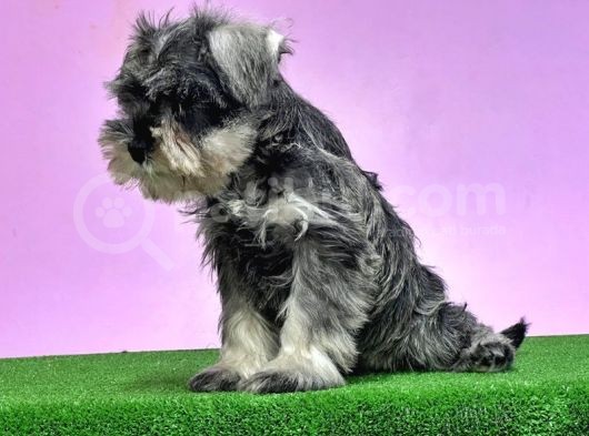 Resmi̇ Üreti̇ci̇den Mi̇nyatür Schnauzer Yavrular görsel