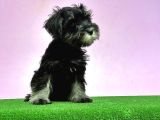 Resmi̇ Üreti̇ci̇den Mi̇nyatür Schnauzer Yavrular