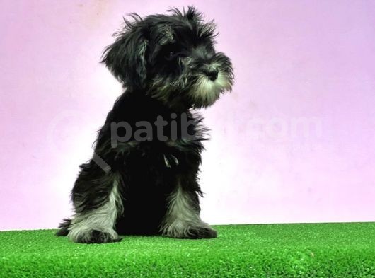Resmi̇ Üreti̇ci̇den Mi̇nyatür Schnauzer Yavrular görsel