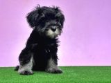 Resmi̇ Üreti̇ci̇den Mi̇nyatür Schnauzer Yavrular