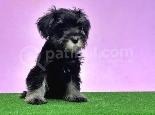 Resmi̇ Üreti̇ci̇den Mi̇nyatür Schnauzer Yavrular görsel