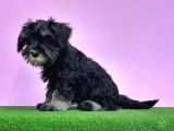 Resmi̇ Üreti̇ci̇den Mi̇nyatür Schnauzer Yavrular