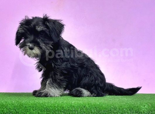 Resmi̇ Üreti̇ci̇den Mi̇nyatür Schnauzer Yavrular görsel