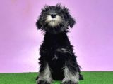 Resmi̇ Üreti̇ci̇den Mi̇nyatür Schnauzer Yavrular