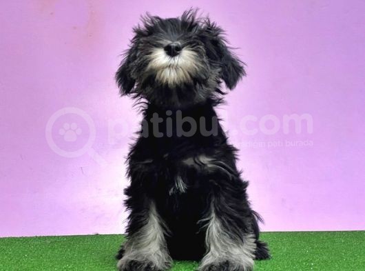 Resmi̇ Üreti̇ci̇den Mi̇nyatür Schnauzer Yavrular görsel