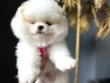 Ayı Surat Irk Garantili Pomeranian Boo Teddy Bear