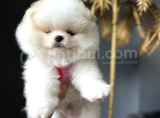 Ayı Surat Irk Garantili Pomeranian Boo Teddy Bear görsel
