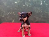 Teacup Yavrumuz Yeni Ailesini Bekliyor Chihuahua