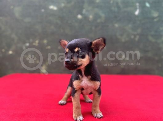 Teacup Yavrumuz Yeni Ailesini Bekliyor Chihuahua görsel