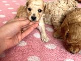 Toy Poodle Bebeklerim Rezerve’ye Açıldı