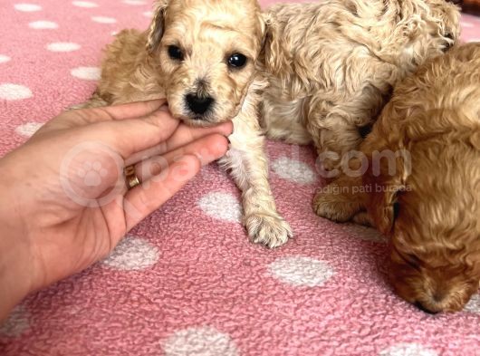 Toy Poodle Bebeklerim Rezerve’ye Açıldı görsel