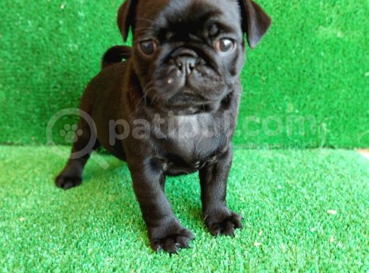 Muhteşem Güzelli̇kte Si̇yah Erkek Pug Yavrularimiz görsel