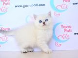 Muhteşem Yüz Hatti Si̇lver Bri̇ti̇sh Shorthai̇r Ns1133