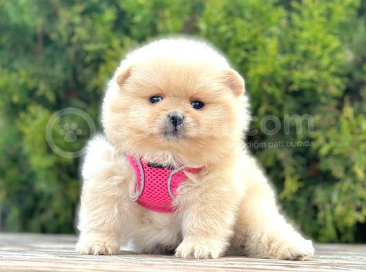 Ayıcık Surat Boo Pomeranian Yavrular görsel