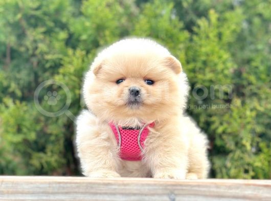 Ayıcık Surat Boo Pomeranian Yavrular