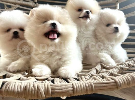 Pomeranian Boo Teddy Bear Ayı Surat