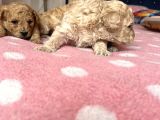 Toy Poodle Bebeklerim Rezerve’ye Açıldı