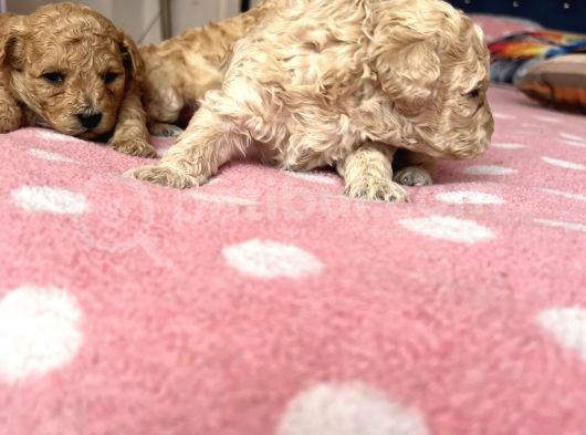Toy Poodle Bebeklerim Rezerve’ye Açıldı görsel